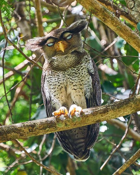 Barred Eagle-Owl