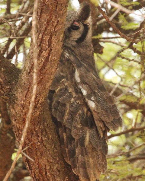 Verreaux's Eagle-Owl