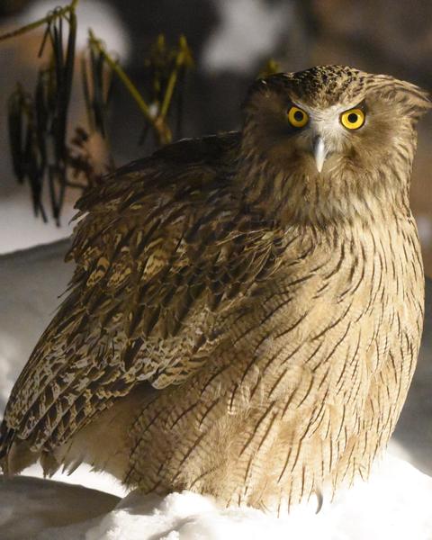 Blakiston's Fish-Owl
