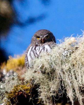 Northern Pygmy-Owl (Mountain)