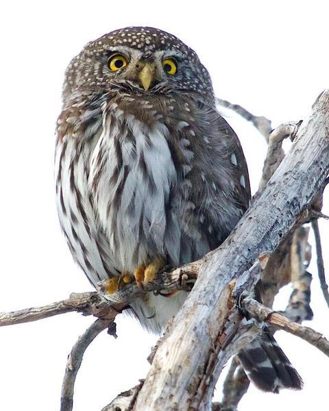 Northern Pygmy-Owl (Rocky Mts.)