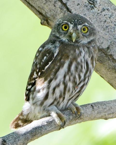 Northern Pygmy-Owl (Rocky Mts.)