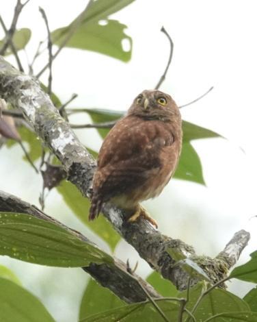 Cloud-forest Pygmy-Owl