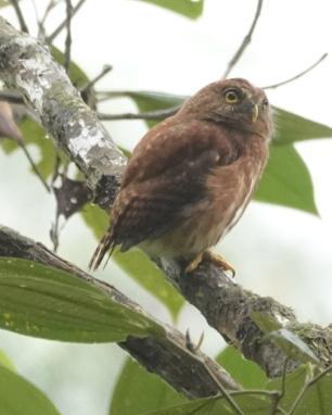 Cloud-forest Pygmy-Owl