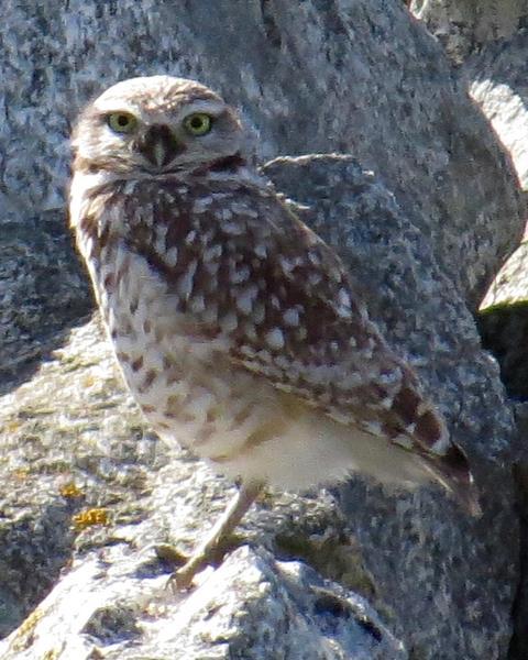 Burrowing Owl (Western)
