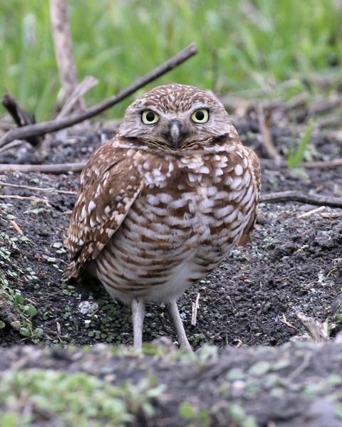 Burrowing Owl (Western)