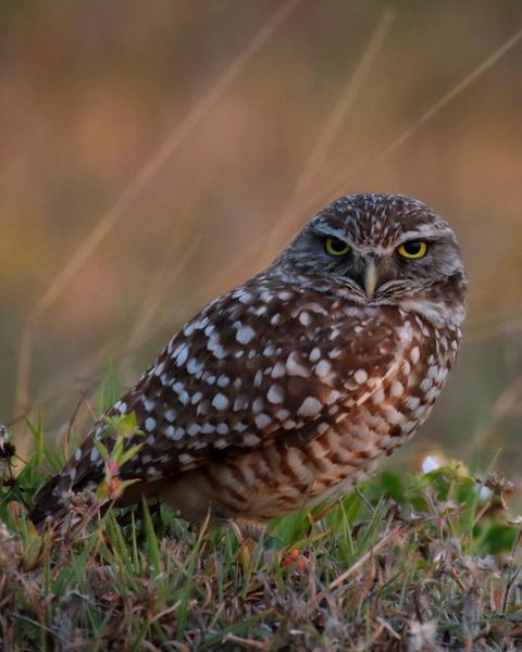 Burrowing Owl (Florida)