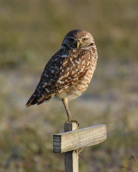 Burrowing Owl (Florida)
