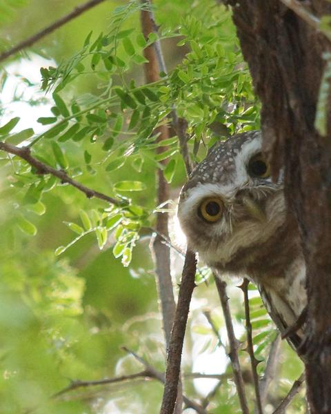 Spotted Owlet