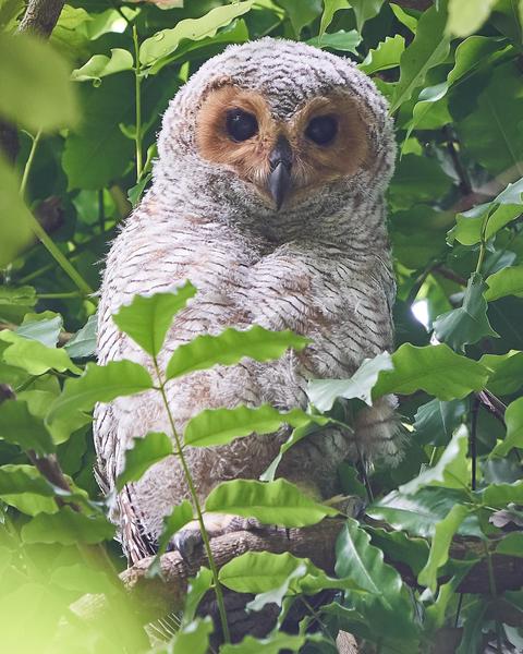 Spotted Wood-Owl