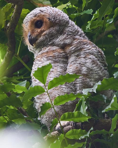 Spotted Wood-Owl