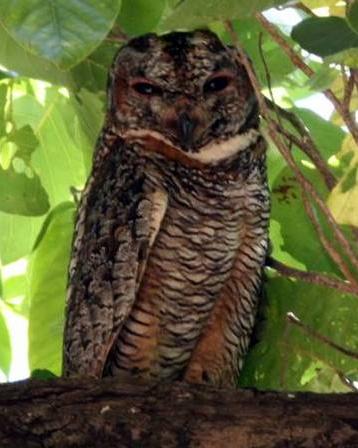 Mottled Wood-Owl