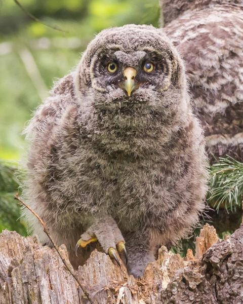 Great Gray Owl