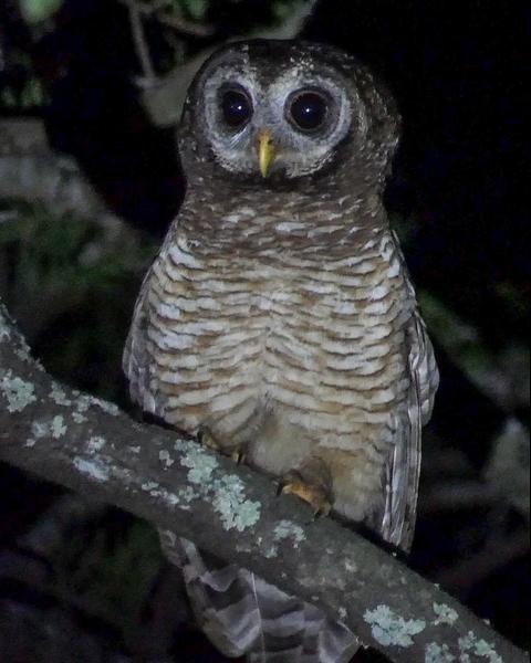 African Wood-Owl