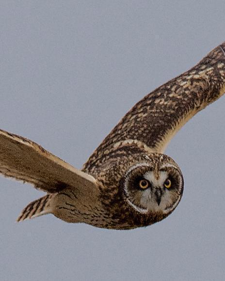 Short-eared Owl (Northern)