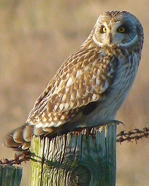 Short-eared Owl (Northern)