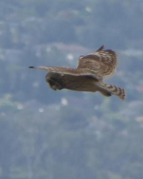 Short-eared Owl (Hawaiian)