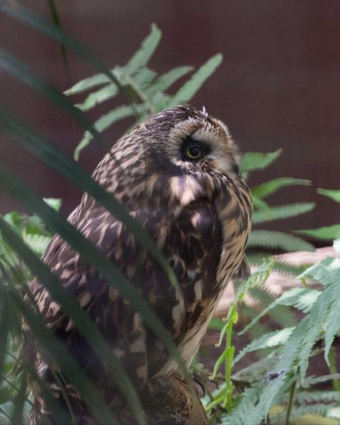Short-eared Owl (Hawaiian)