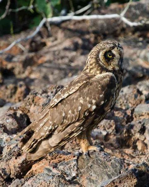 Short-eared Owl (Galapagos)
