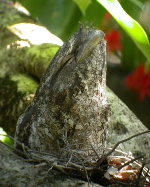 Papuan Frogmouth