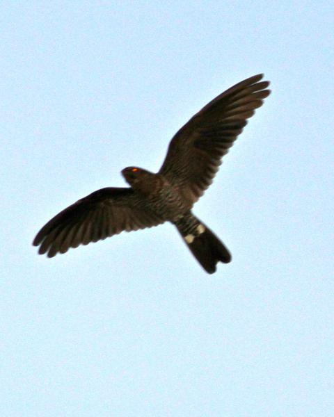 Band-tailed Nighthawk