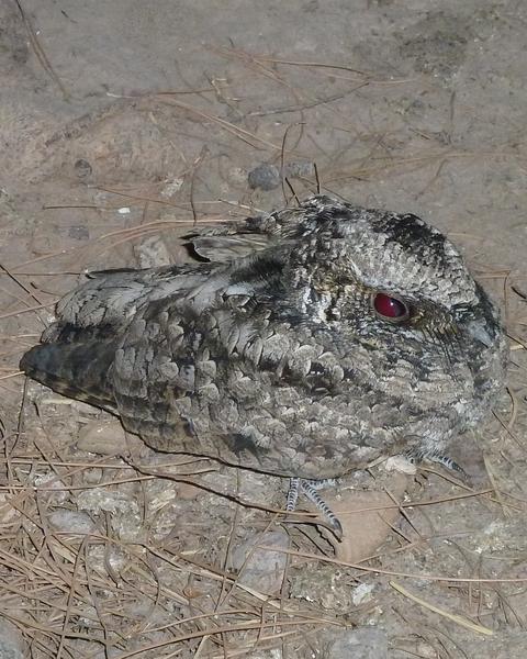 Common Poorwill