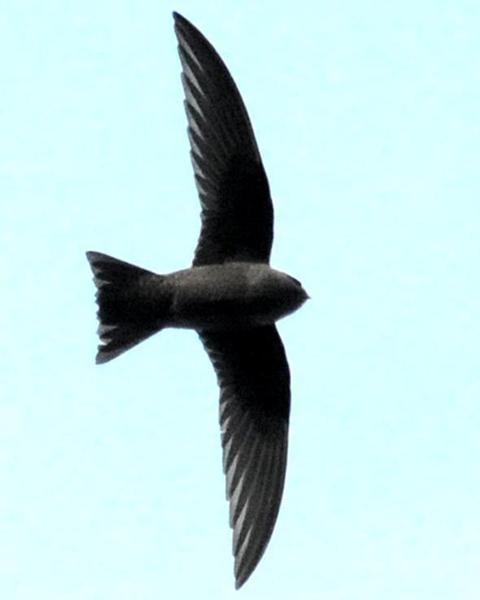 Black Swift (borealis)