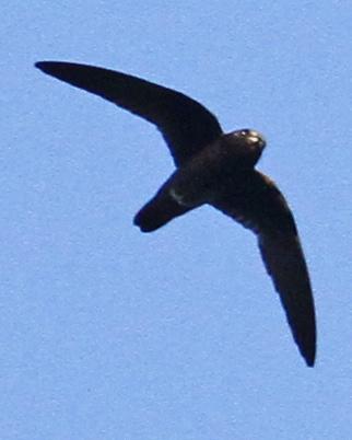 Spot-fronted Swift