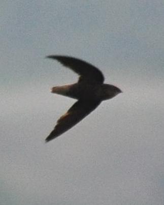 Short-tailed Swift