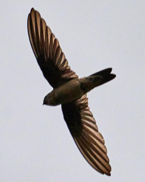 White-nest Swiftlet