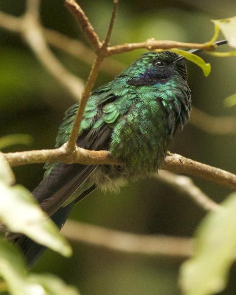 Lesser Violetear (Costa Rican)