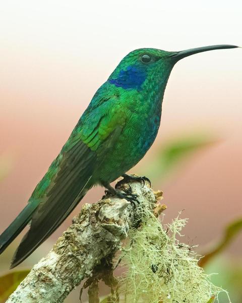 Lesser Violetear (Costa Rican)