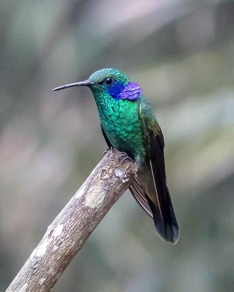 Lesser Violetear (Andean)