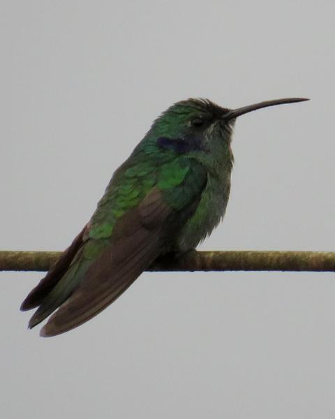 Lesser Violetear (Andean)