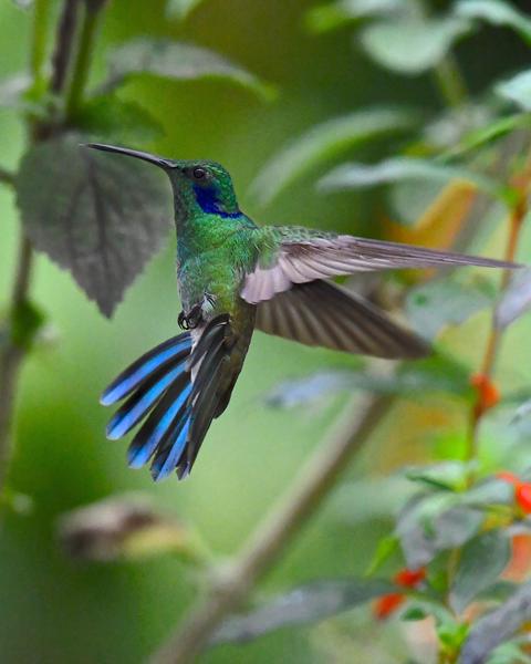 Lesser Violetear (Andean)