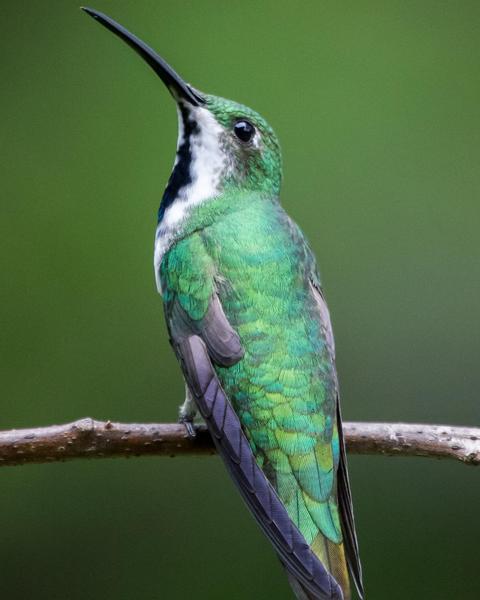 Green-breasted Mango