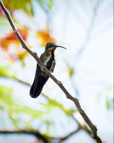 Green-breasted Mango