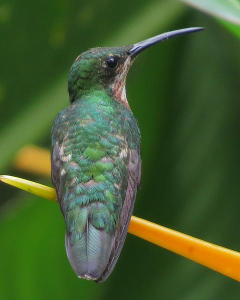 Green-breasted Mango