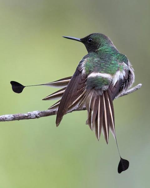 Racket-tipped Thorntail
