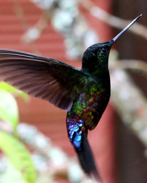 Blue-throated Starfrontlet