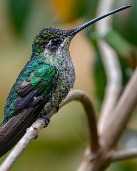Talamanca Hummingbird