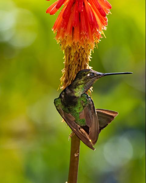 Talamanca Hummingbird