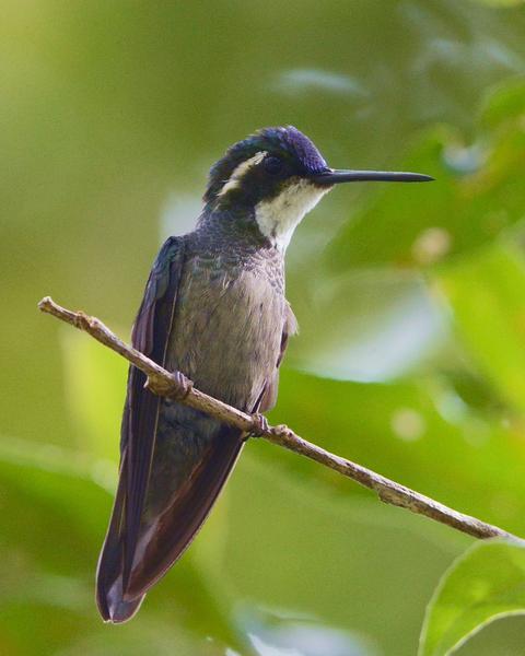 White-throated Mountain-gem (Gray-tailed)