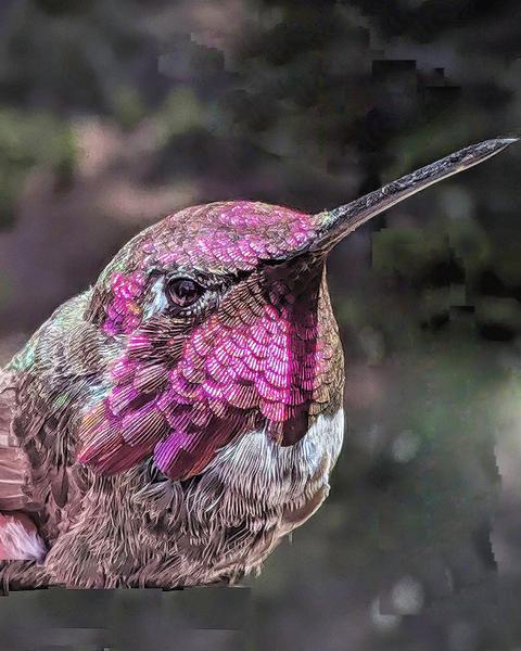 Anna's Hummingbird