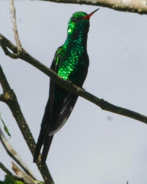 Cozumel Emerald