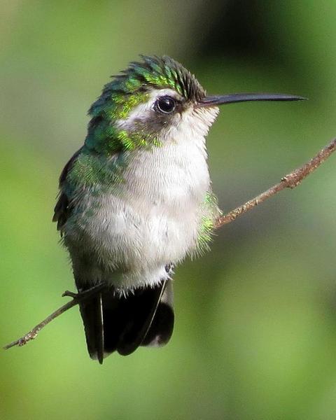 Canivet's Emerald (Salvin's)