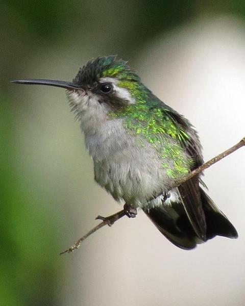 Canivet's Emerald (Salvin's)