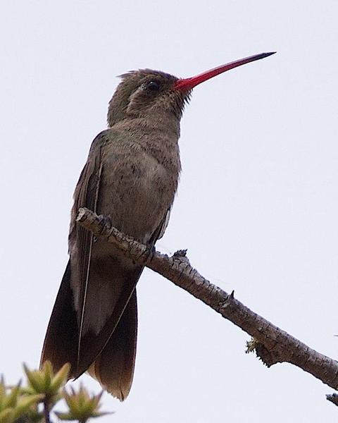 Dusky Hummingbird