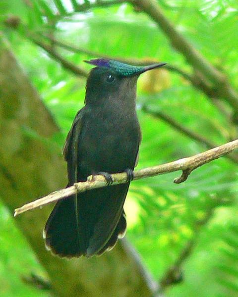 Antillean Crested Hummingbird (Barbados)