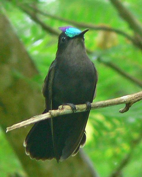 Antillean Crested Hummingbird (Barbados)